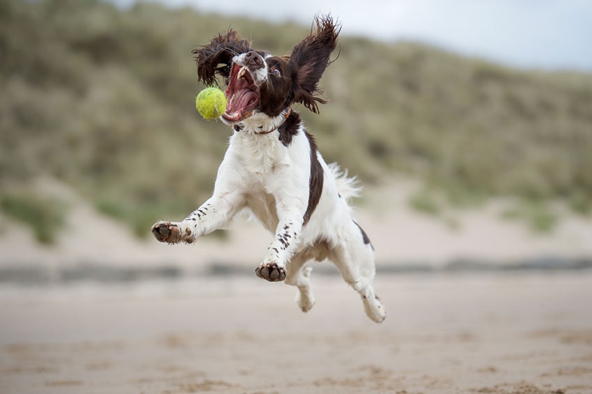 Springer Spaniel hund leger på stranden med en bold  