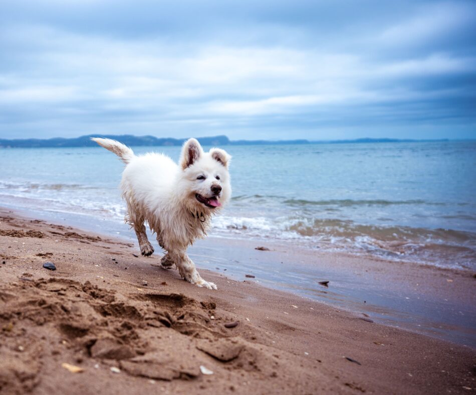 En hund løber på stranden