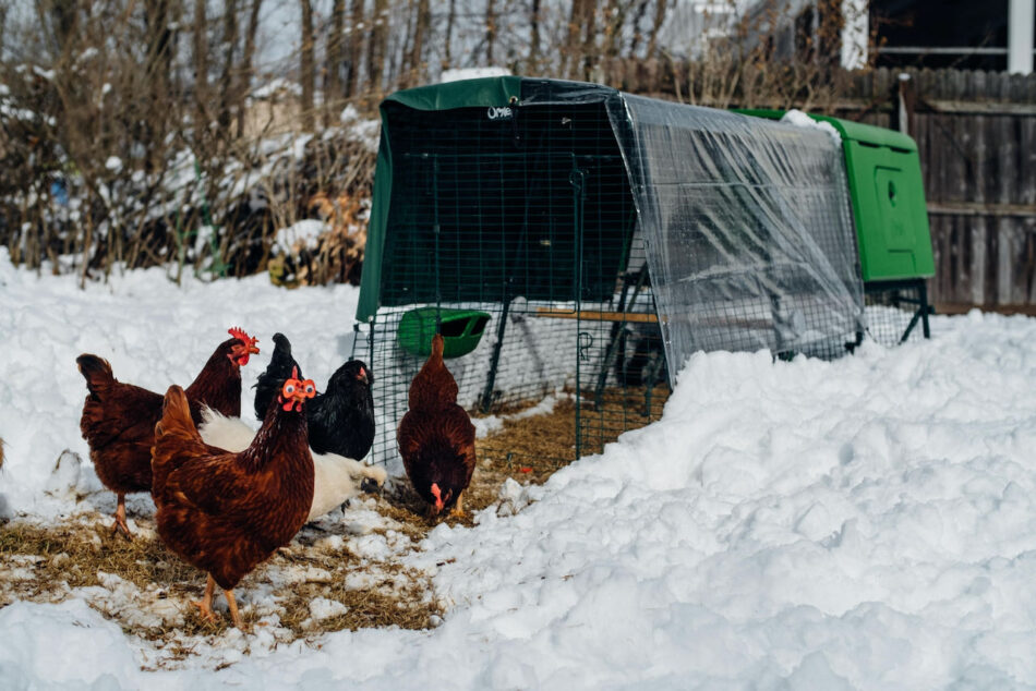 Sunde høns skraber om vinteren udenfor et Eglu Cube hønsehus
