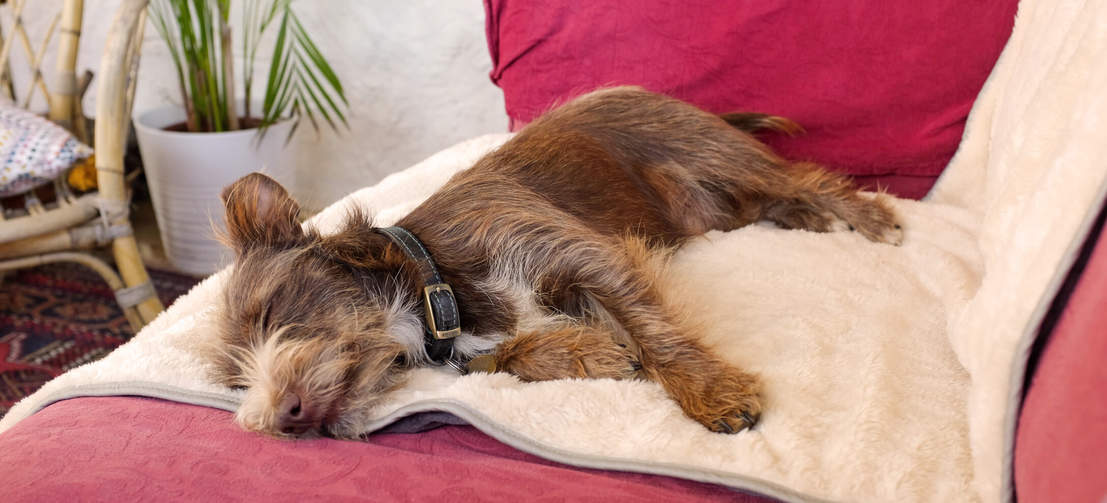 Brun hund ligger på det grå Omlet luksus, superbløde hundetæppe