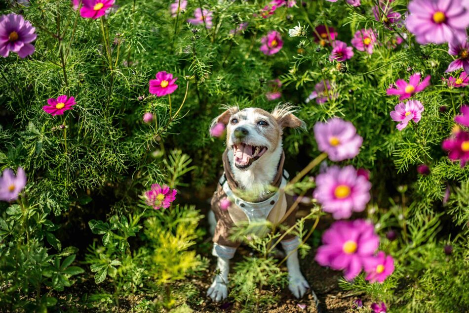 Hund udenfor, omringet af lyserøde blomster