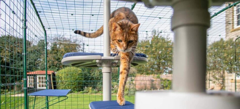 Kat udforsker Omlets udendørs kattetræsystem