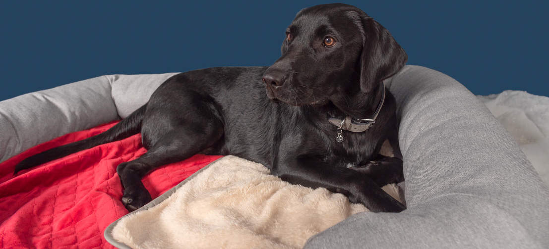 Sort Labrador ligger på Omlet luksus supersøde hundetæppe i julestjernerød farve