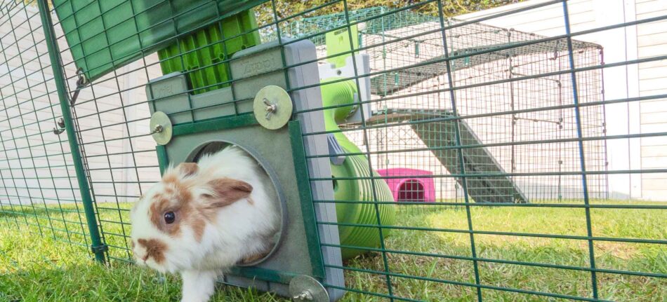 kanin går gennem tunnel fra løbegård til kaninbur