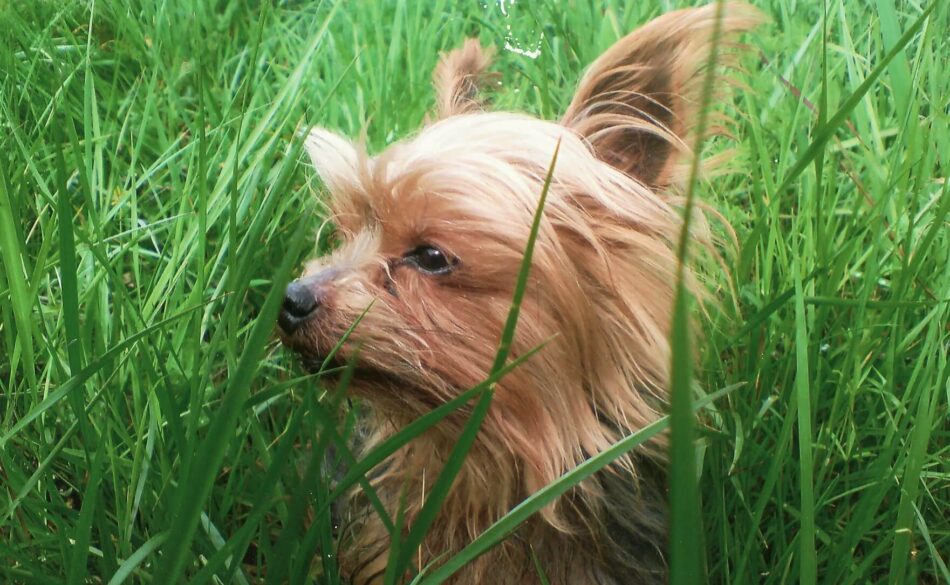 yorkshire terrier i højt græs