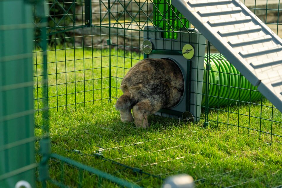 Kanin hopper gennem Omlet Zippi tunnelsystem i Omlet kaninløbegård 