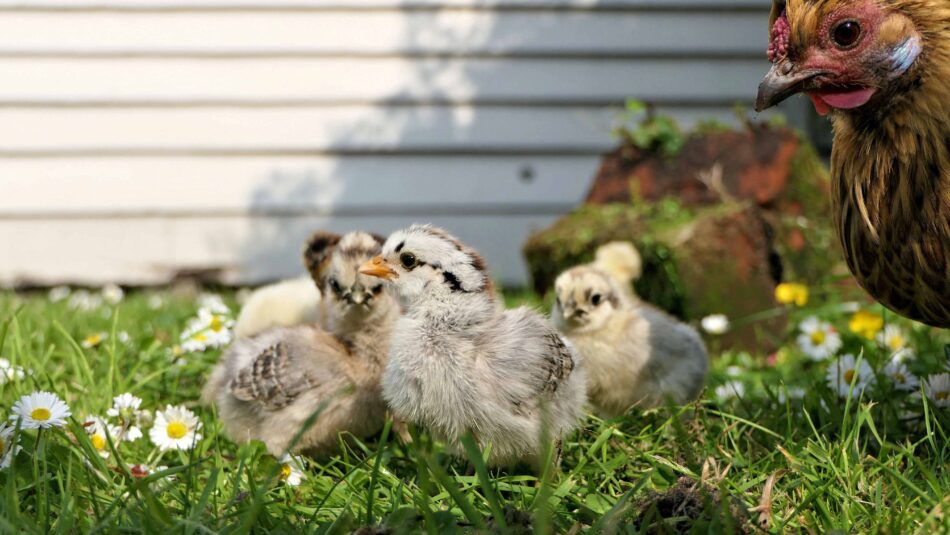 Kyllinger udenfor på græs med hønemor