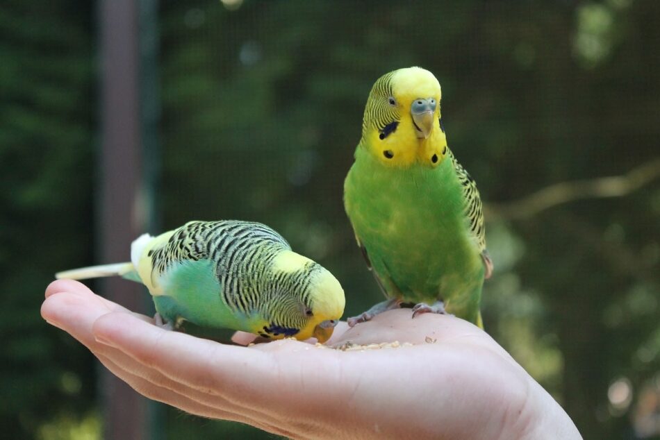 To grønne og gule undulater på en hånd