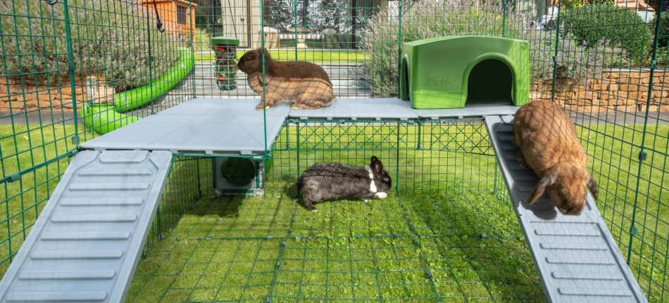 Tre legeglade kaniner udforsker zippi kaningård platforme i fuld højde zippi løbegård