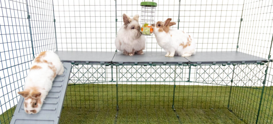 Hvide kaniner spiser fra en Caddi godbidsdispenser på Zippi platforme til kaniner