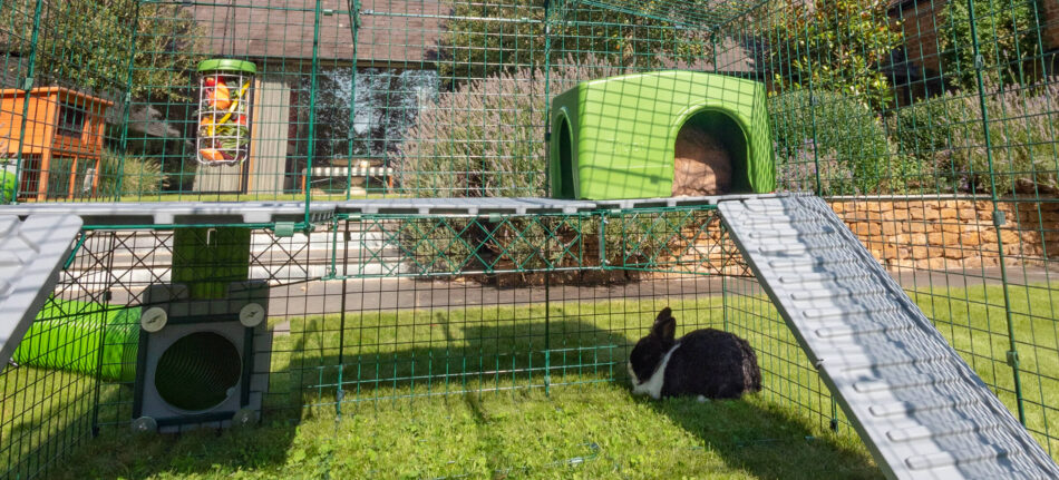 Kanin gemmer sig i et Zippi kanin shelter med hængende Caddi godbidsdispenser til kaniner
