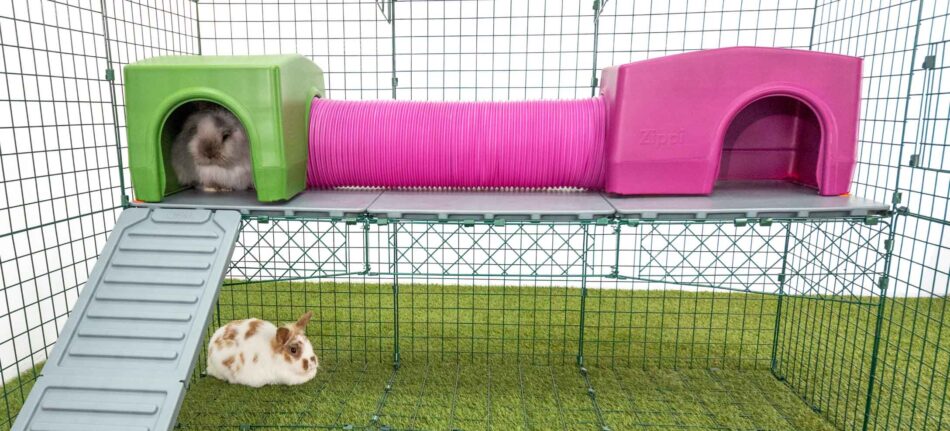 Kaniner leger i Zippi legetunneller og på deres Zippi platform i kaningård