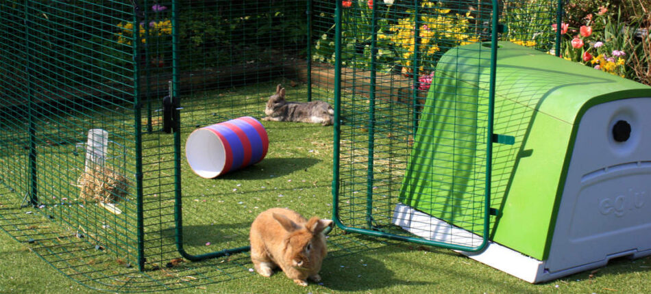 Kaniner udenfor i deres Omlet udendørs løbegård ved siden af deres Eglu Go kaninhus