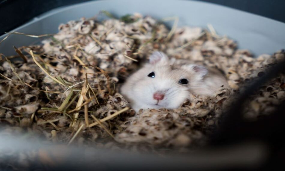 søvnig hvid hamster med sorte øjne og lange knurhår hygger sig på behageligt hamster bundmateriale