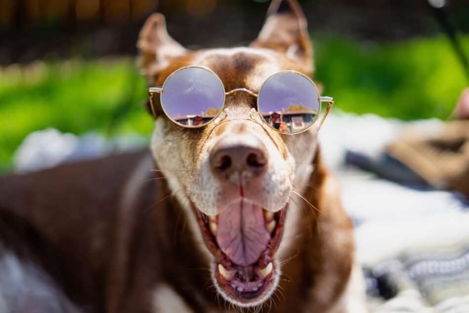 Brun hund nyder solskinnet, iført solbriller