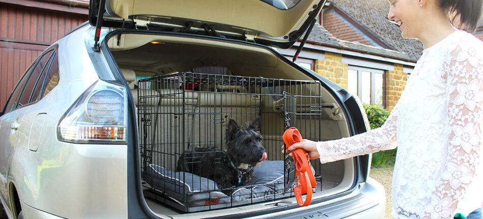Hund bag i bilen, sidder i sit Omlet Fido Classic hundebur