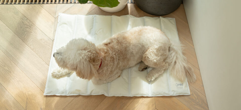 Hund ligger ned på Omlet memoryskum kølemåtte for hunde