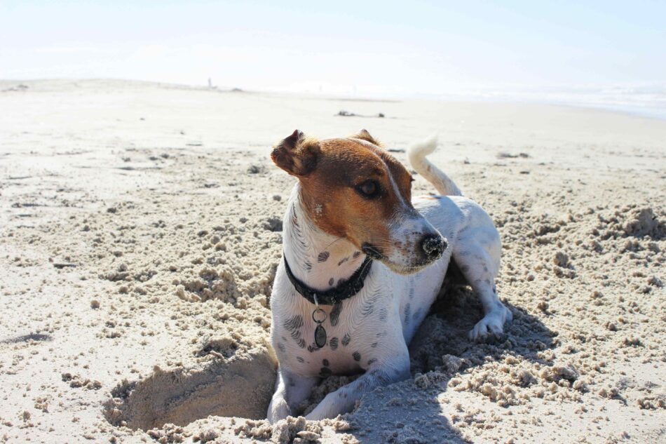 Hund på ferie graver et hul i sandet på en solrig strand