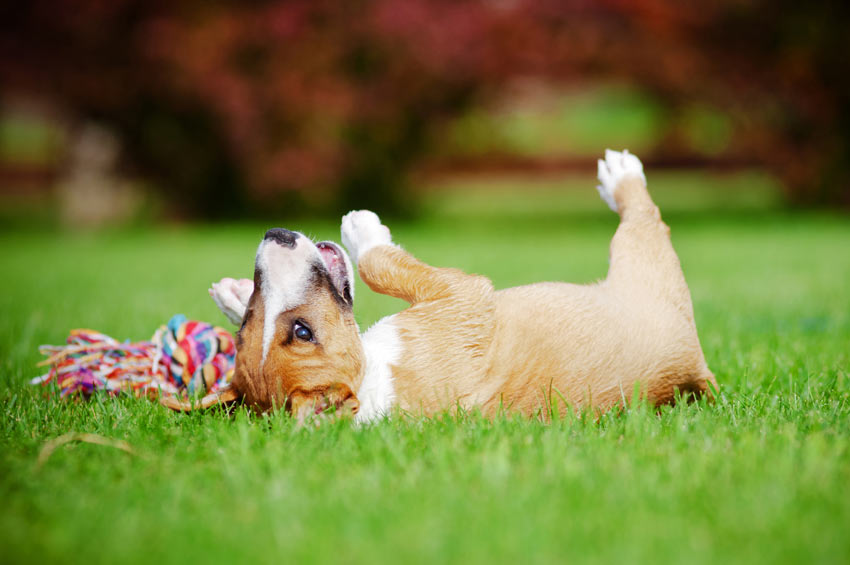 Hund ruller rundt i græsset og leger med et legetøj om sommeren