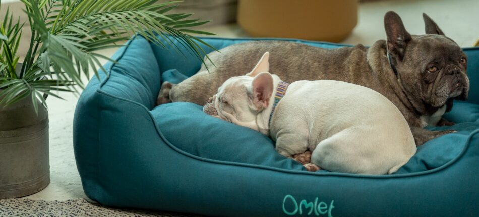 To franske bulldogs krøller sig sammen på deres Omlet rede-seng til hunde i Shaded Spruce  