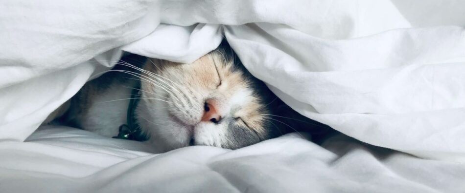 sød kat sover under dynebetrækket