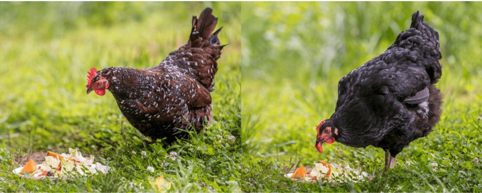 høns spiser kølige godbidder om sommeren