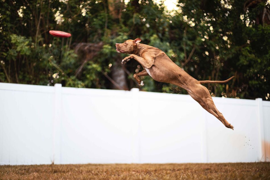 Brun hund, der springer for at fange en frisbee, verdensrekordhunde