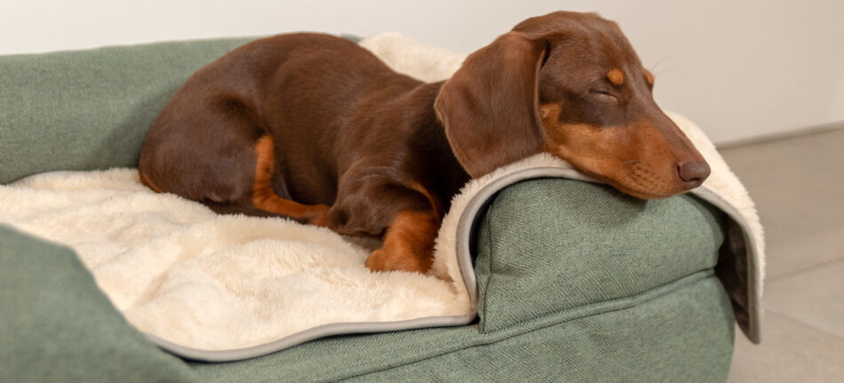 Gravhund sover på Omlets hundeseng med støttekant med Omlet luksus super bløde hundetæppe