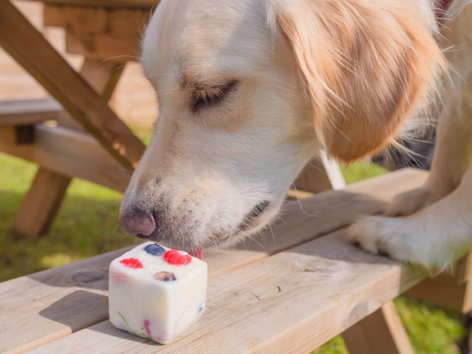 Labrador spiser frozen yogurt bidder med frugt til hunde på en picnic