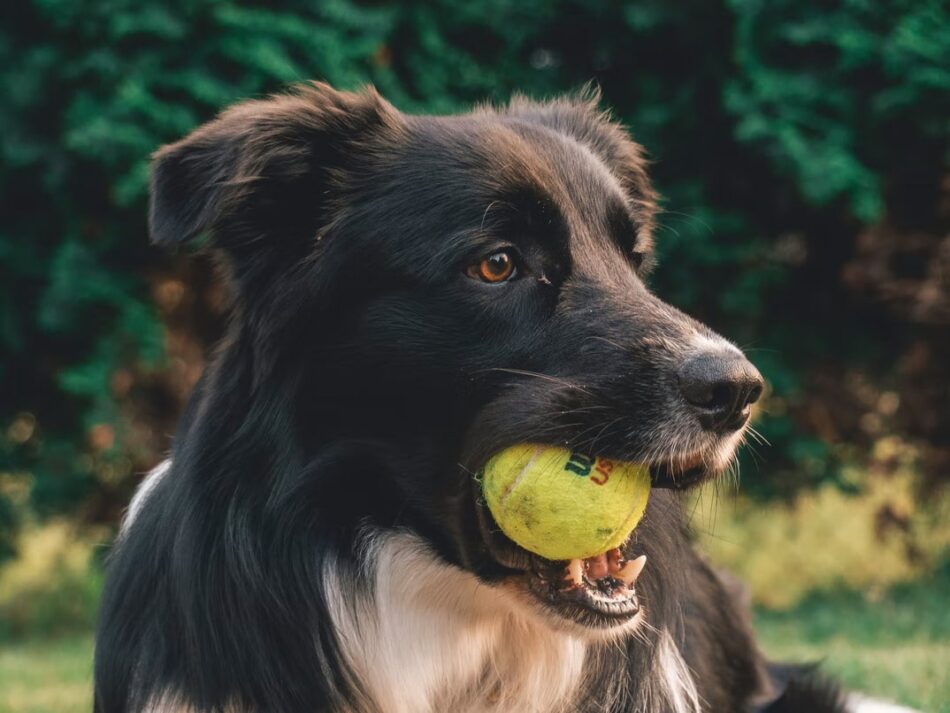 Sort hund med tennisbold i dens mund