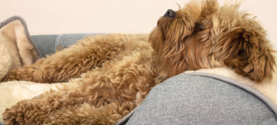 Blød hund sover på luksus super blødt hundetæppe