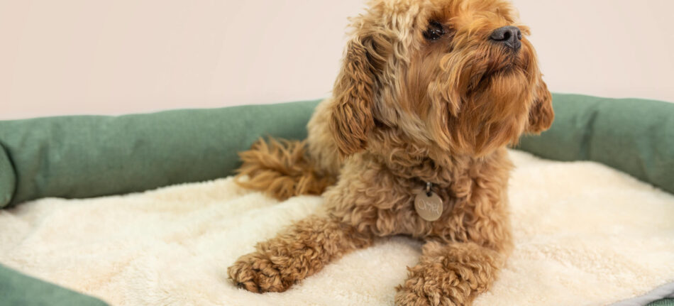 Hund liggende på toppen af Omlet luksus super blødt hundetæppe på memoryskum hundeseng med støttekant