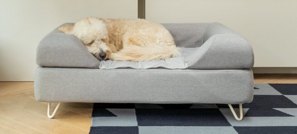 Hund krøllet sammen og sover på Omlet Topology luksus hundeseng