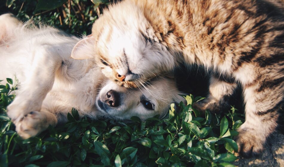 Kat og hund leger med hinanden i græsset