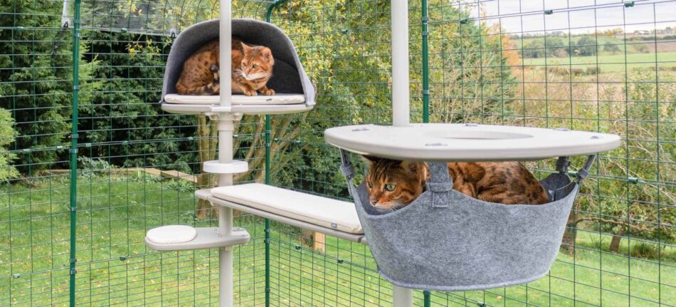 To katte slapper af i hængekøjer i Omlets udendørs Freestyle kattetræ