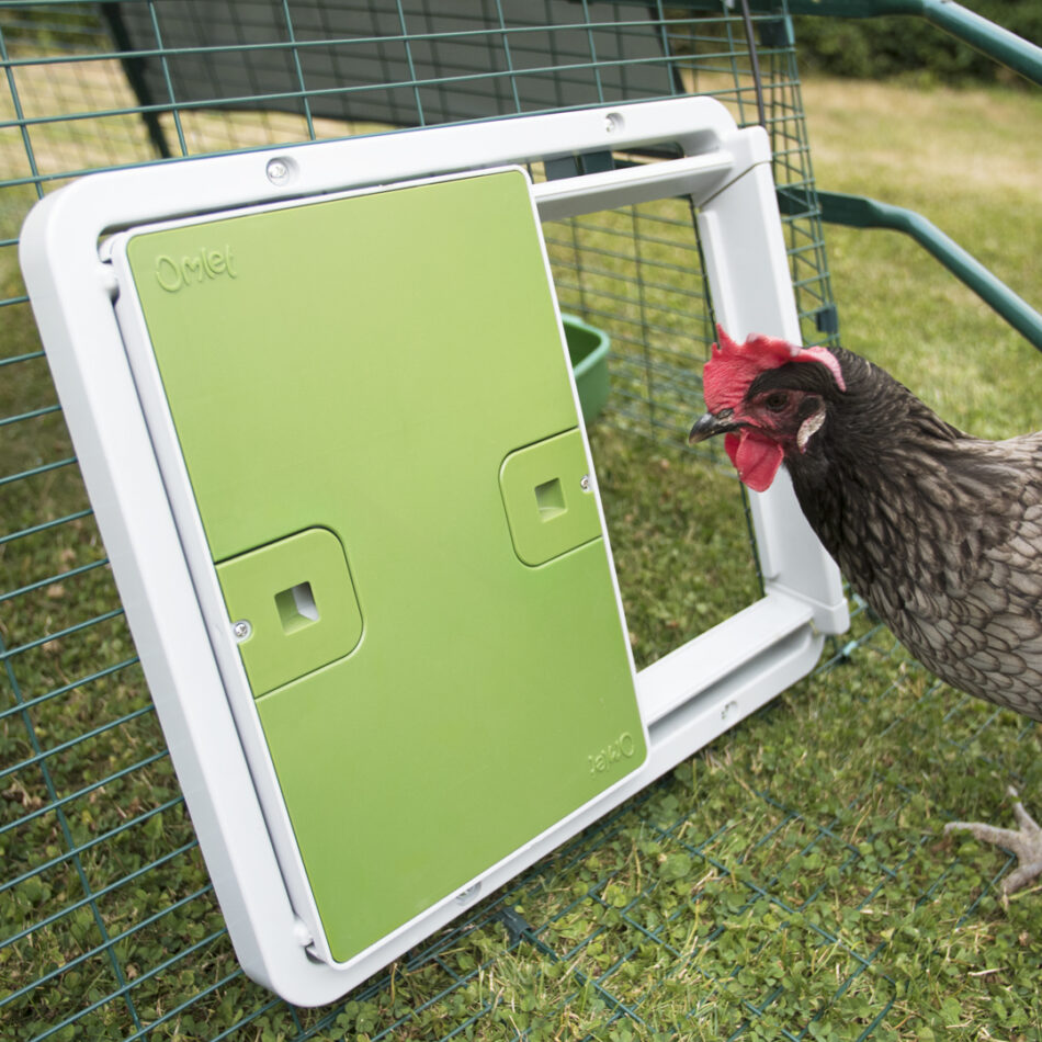 En brun høne kigger ind i sit hønsehus, der er sikret med Omlets automatiske dør