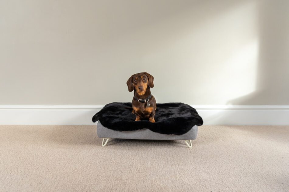 Gravhund på Omlet Topology hundeseng - tilvænning til ny seng