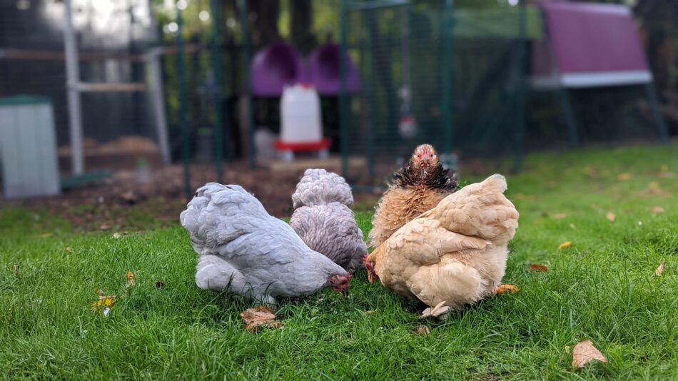 Hønseholder med Omlet Eglu hønsehus med vejrbeskyttelse