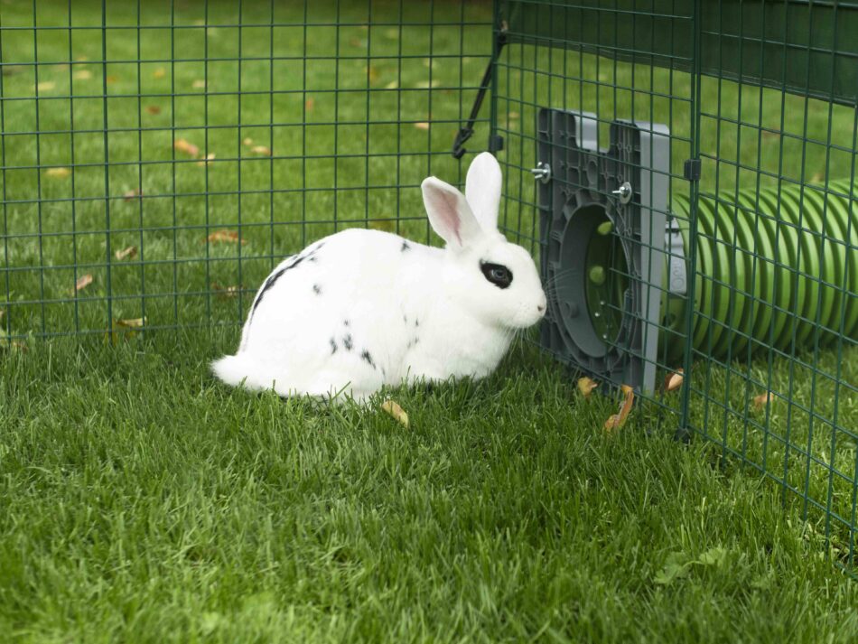 Hvid kanin bruger Omlet Zippi tunnelsystem til kaniner
