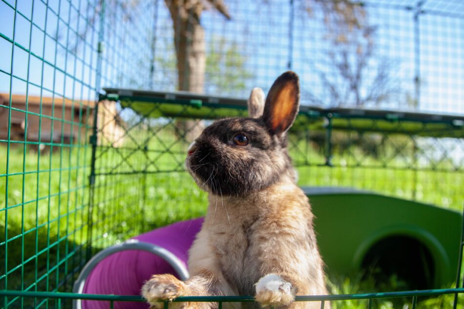 Kanin bruger Omlet udendørs kaningård