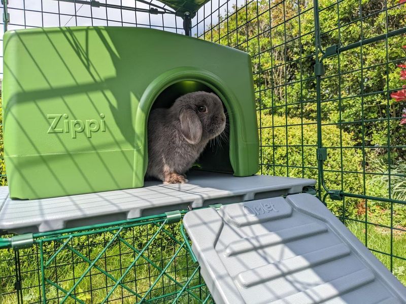 Kanin i grønt Zippi shelter på Omlets platforme til kaningårde 