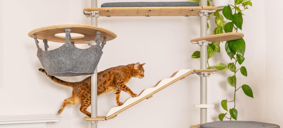 Kat klatrer på Omlet Freestyle indendørs kattetræ med hængekøje