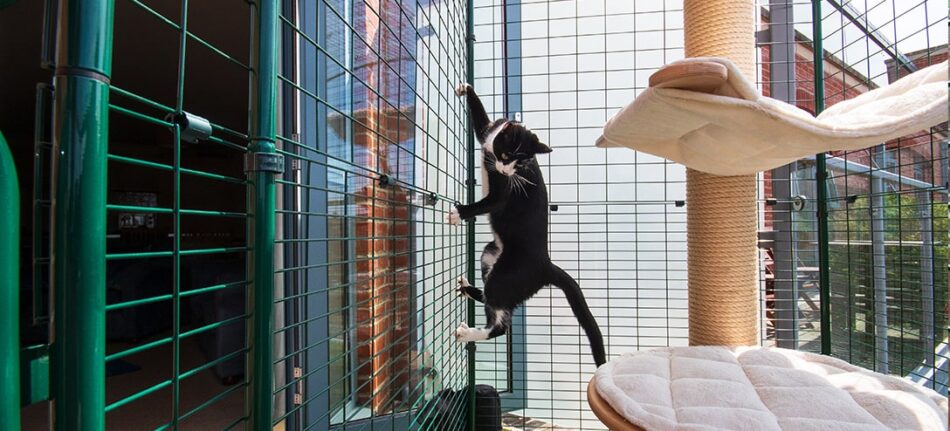 Kat klatrer på Omlet altanindhegning til katte udenfor lejlighed