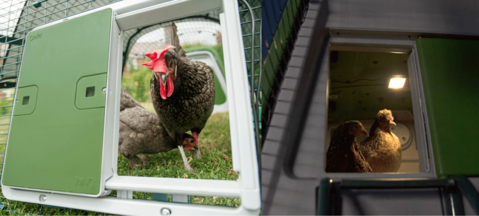 Kollage af Omlets automatiske dør til hønsegården - fra dag til nat