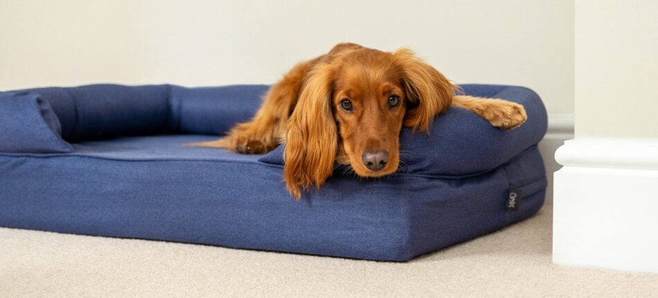 Spaniel, der ligger på blå Omlet hundeseng med støttekant - råhygger på ny seng