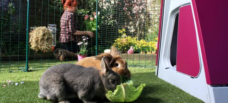 Kvinde laver havearbejde med kaniner i deres Omlet udendørs kaningård 