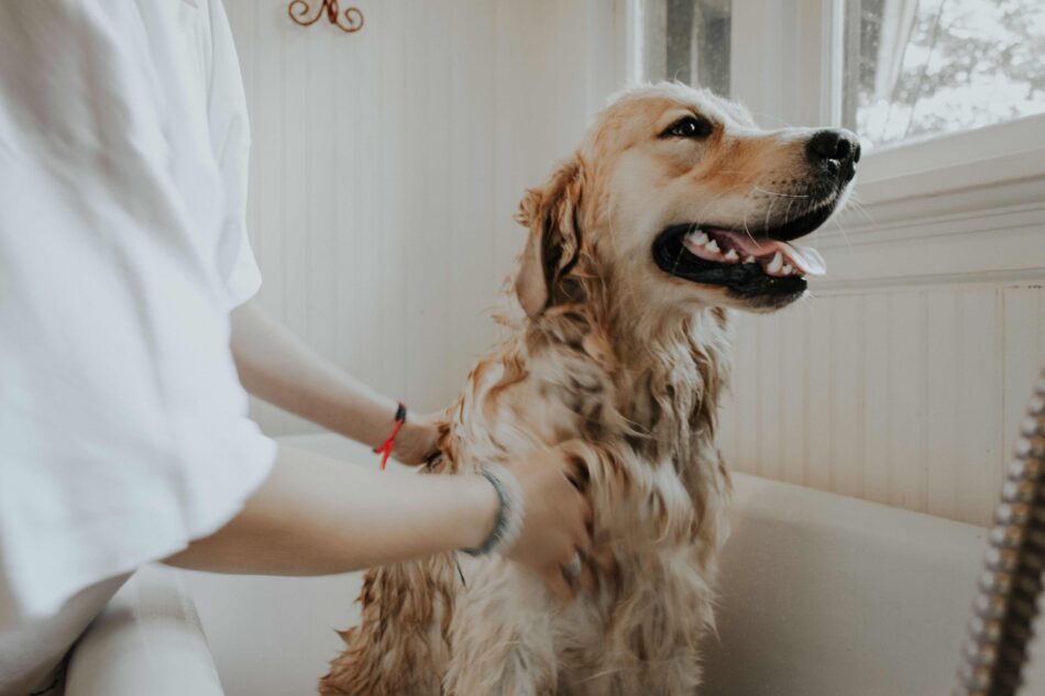 Golden Retriever hund bliver plejet i sit bad