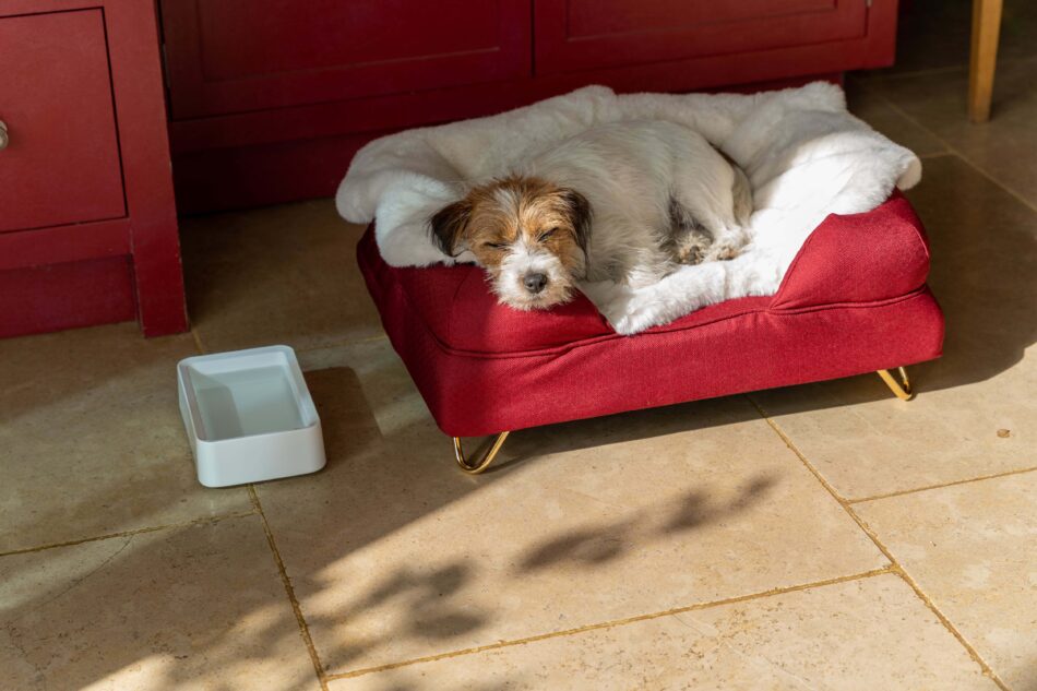 Hund sover på Omlet lammeskindstæppe ved siden af Omlet madskål til hunde