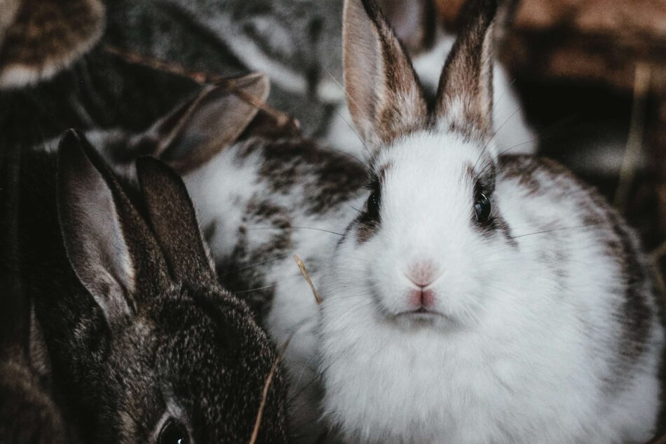Kaniner udenfor i ekstremt vintervejr