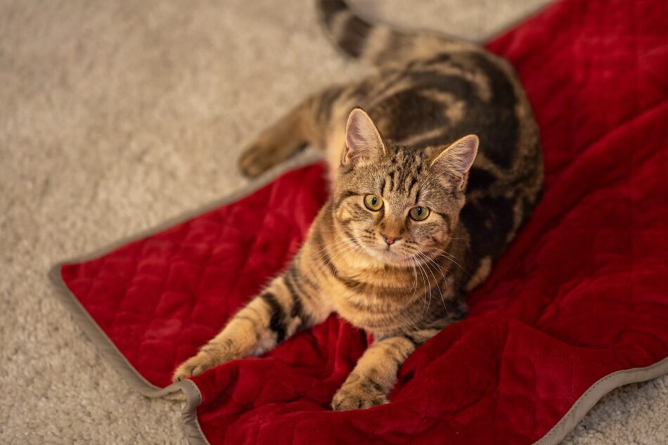 Kat, der ligger på Omlets super bløde, julestjernerøde og cremefarvet kattetæppe i koldt vejr
